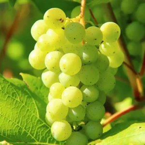 Grapes
