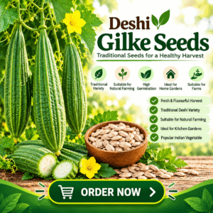 Deshi Gilke Seeds