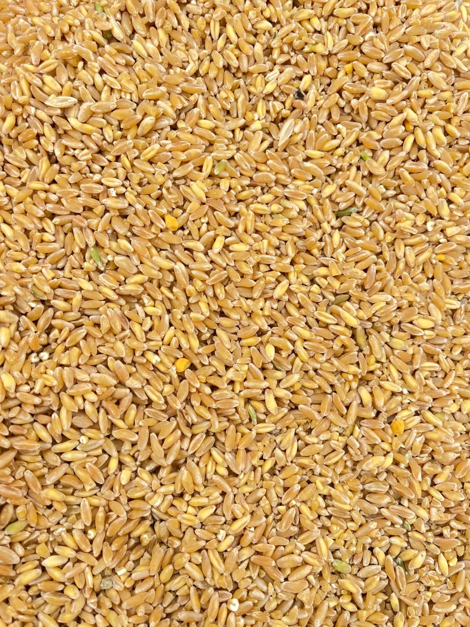 Deshi Bansi Gahu - Image 2