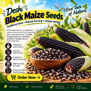 Deshi Black Maize Seeds