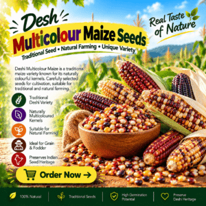 Deshi Multicolour Maize Seeds