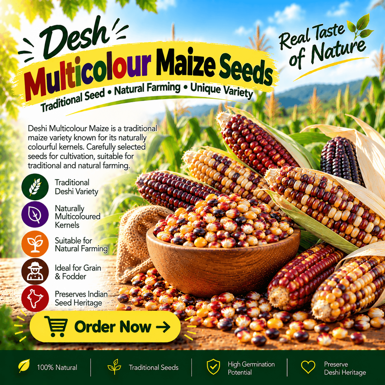 Deshi Multicolour Maize