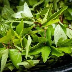 Fresh Ambadi Leaves (Roselle Leaves)