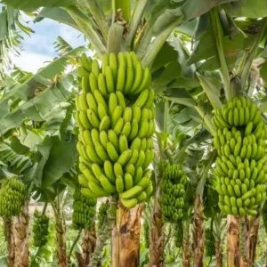 Deshi Banana – Naturally Sweet