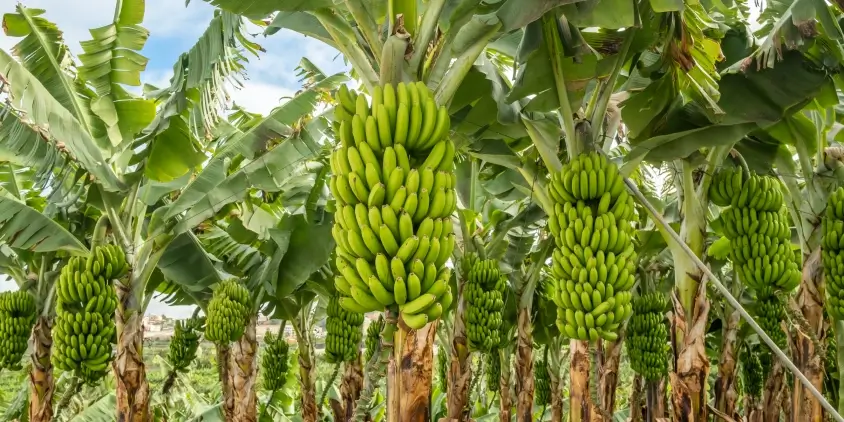 Buy Fresh Deshi Bananas Online | Naturally Sweet Farm-Fresh Bananas