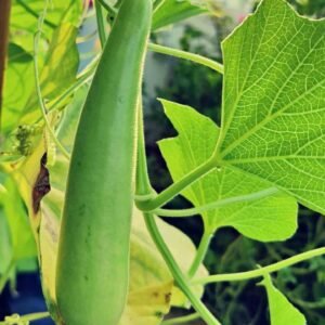 Fresh Bottle Gourd (Lauki/Dudhi)