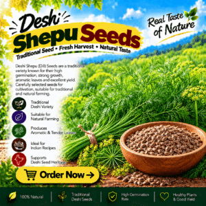 Deshi Shepu Seeds (Dill)