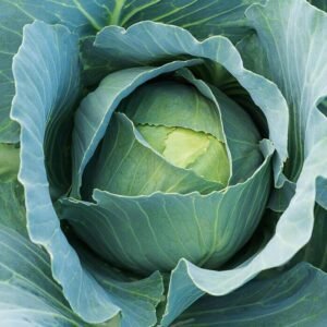 Fresh Green Cabbage (Kobi)
