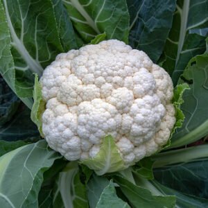 Fresh Cauliflower (Phool Gobi)