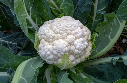 cauliflower_img_1