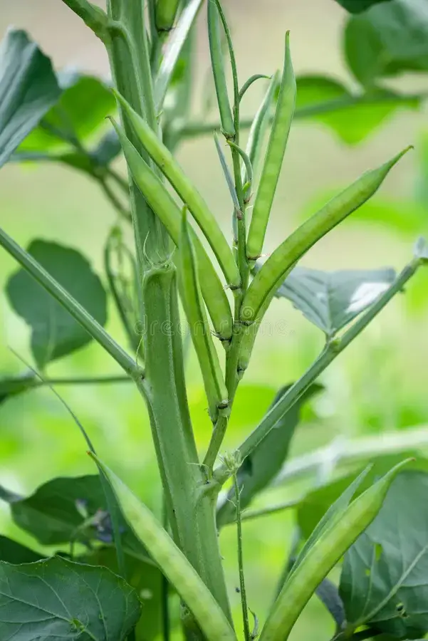 cluster_gaur_beans_img_1