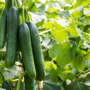 Fresh Cucumber (Kakadi)
