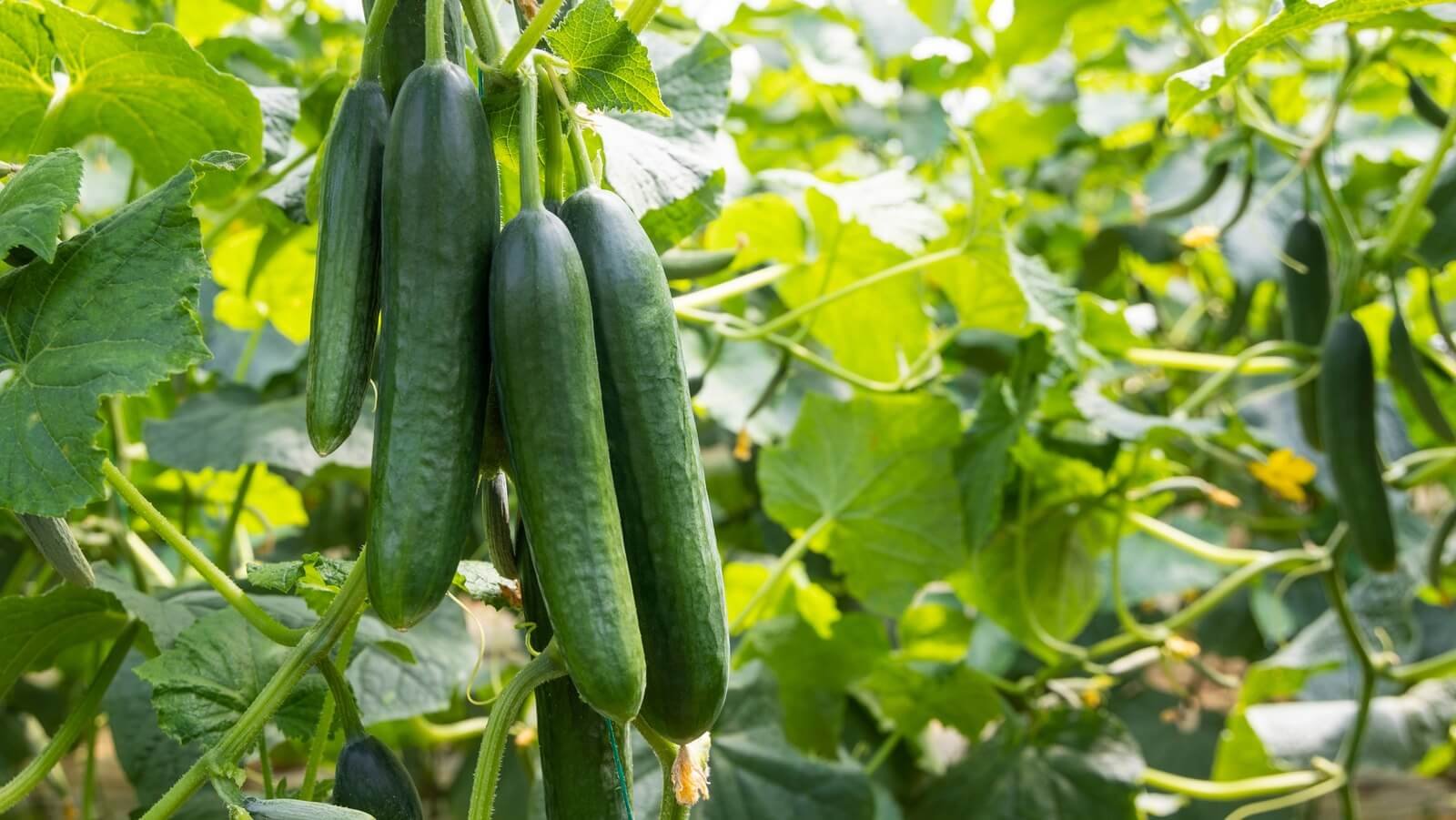 cucumber_dump_img_1