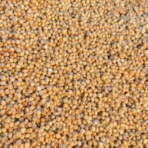 Deshi Dagdi Jowar