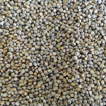 Deshi Bajra