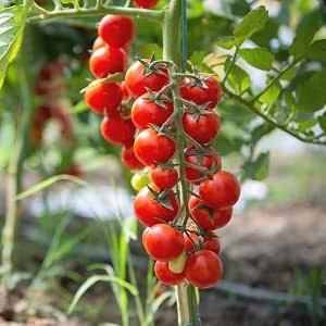 Fresh Desi Tomatoes