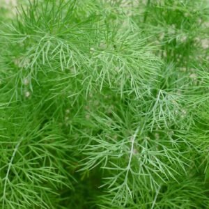 Fresh Shepu (Dill Leaves)