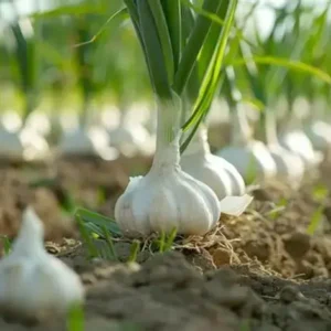 Fresh Garlic (Lahsun)