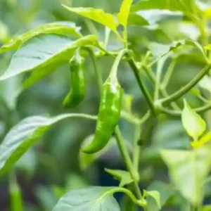 Fresh Green Chilli (Hari Mirch)