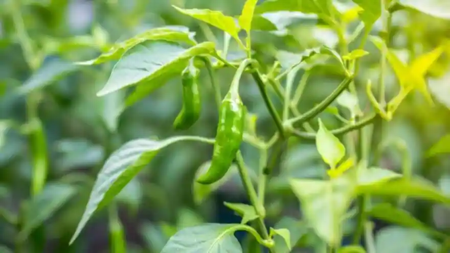 green_chilli_img_1