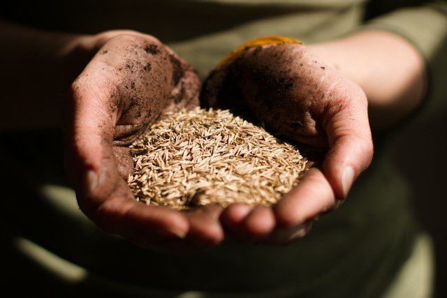 khillaaragro-seeds