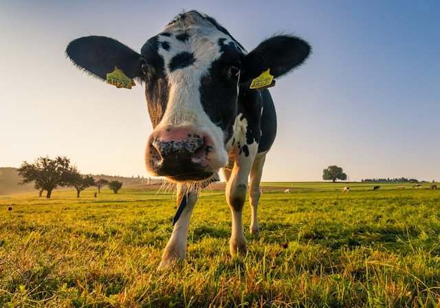 khillaragro-dairy-products