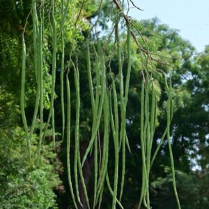Fresh Moringa Drumsticks (Shevga)