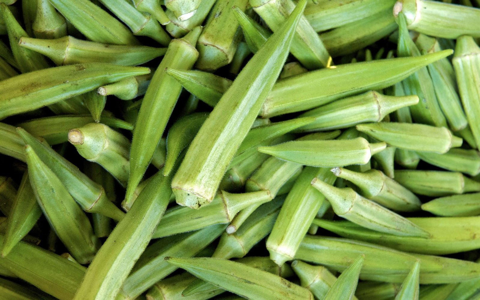 okra_img_2
