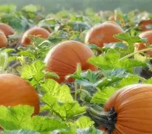 Fresh Organic Pumpkin