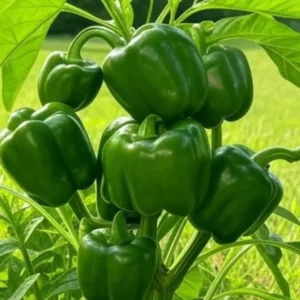 Fresh Shimla Mirch (Capsicum)
