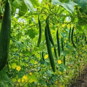 Fresh Organic Sponge Gourd (Dodka)